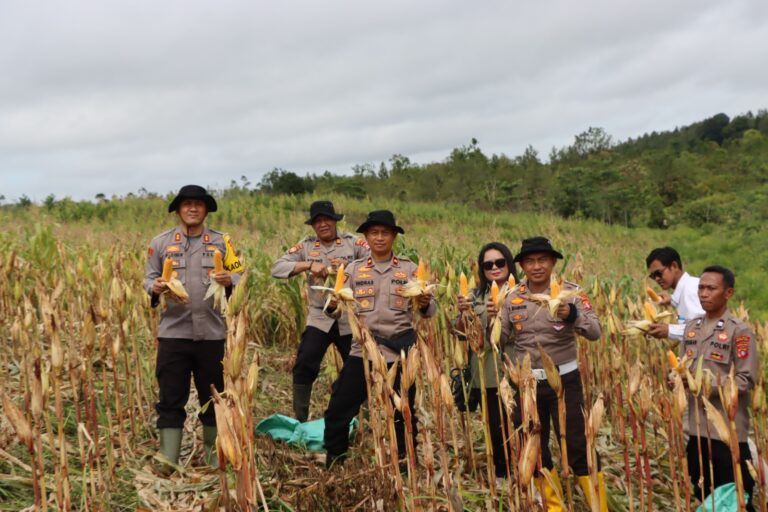 Polres Gunung Mas Panen Jagung di Dua Lokasi Hasilkan 1.2 Ton