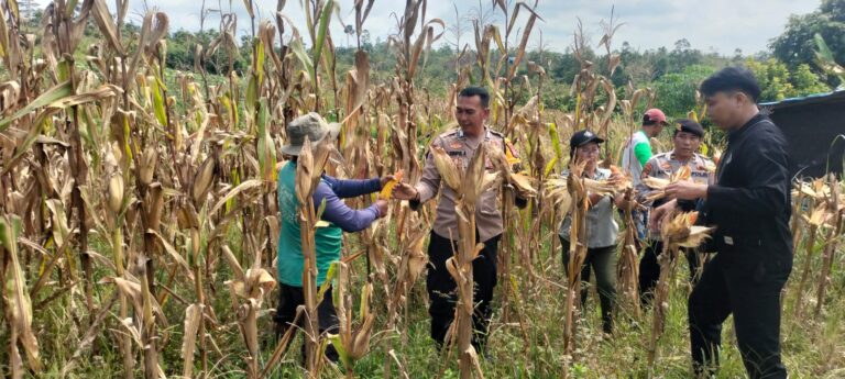 Panen Jagung Bersama, Polsek Kurun Dorong Kemandirian Pangan Desa