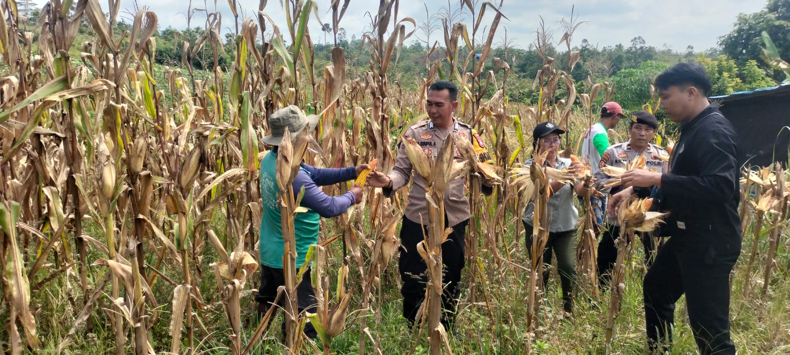 Panen Jagung Bersama, Polsek Kurun Dorong Kemandirian Pangan Desa