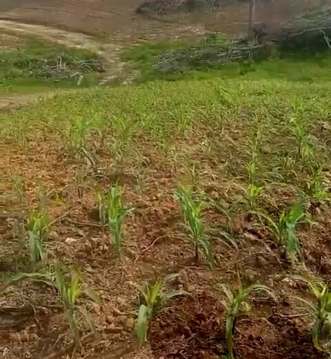 Di atas Lahan Dua Hektar, Bibit Jagung Milik Polres Gunung Mas Mulai Menghijau