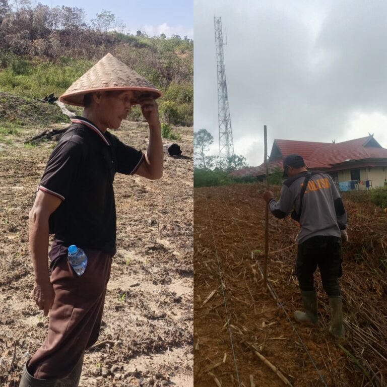 Dari Mako ke Ladang, Polres Gunung Mas Genjot Swasembada Jagung