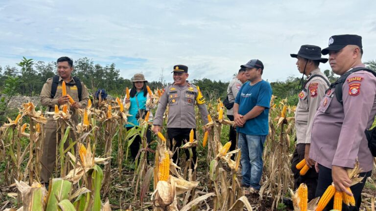 Lahan Binaan Polri Berhasil Panen 1 Ton Jagung, Dukung Swasembada Pangan Gunung Mas