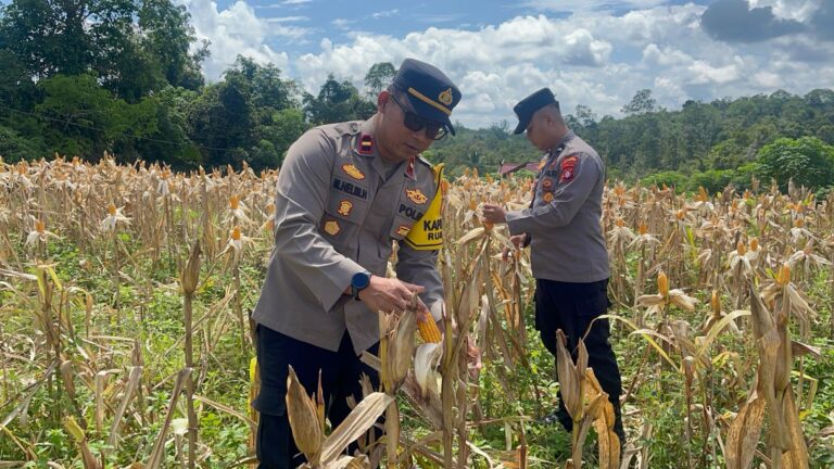 Panen Raya Kian Dekat, Polsek Rungan dan Pemdes Tajah Antang Raya Matangkan Persiapan