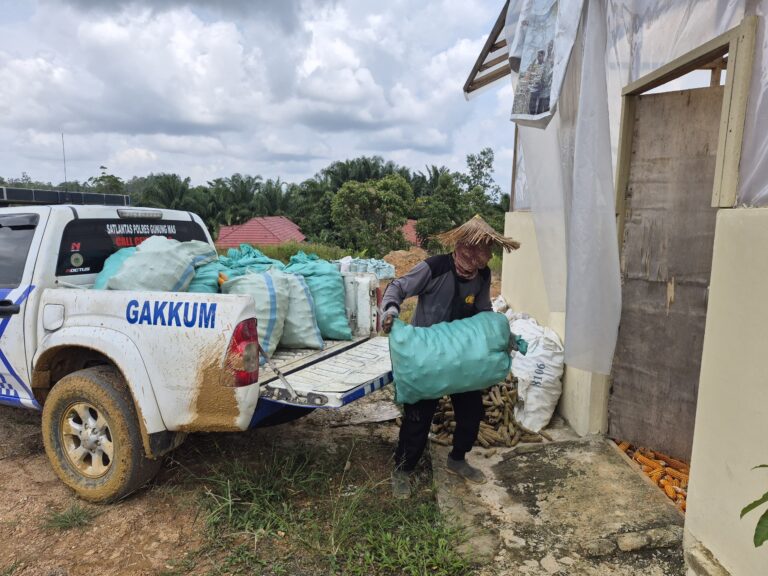 Kolaborasi Polres dan Petani Berbuah Manis, Panen Jagung dari Lahan 1 Hektare Masuki Tahap Pengolahan