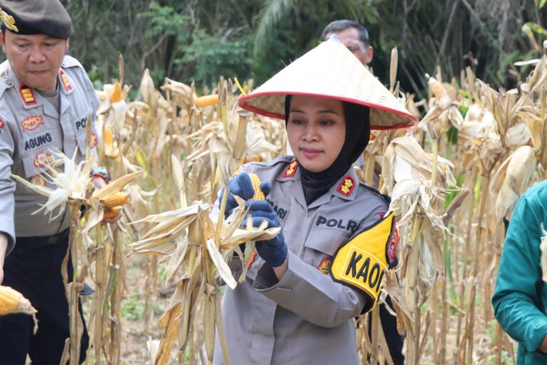 Kapolres Gunung Mas Turun ke Lahan, Panen Jagung Bersama Kelompok Tani Binaan